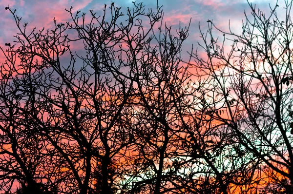 Tree against blue and red sky — Stock Photo, Image