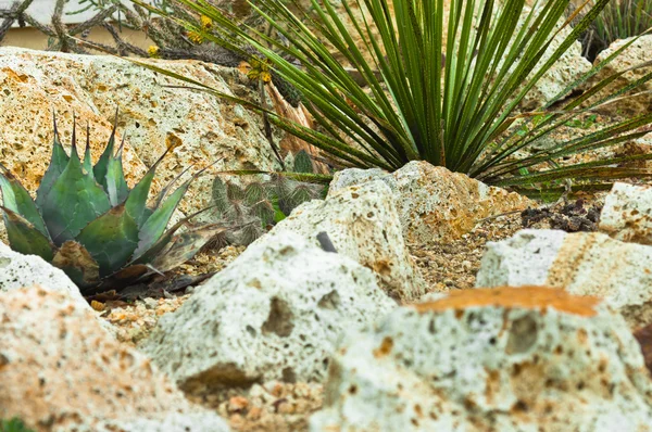 stock image Desert background