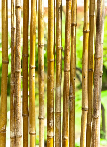 Bambu med grön suddig bakgrund — Stockfoto