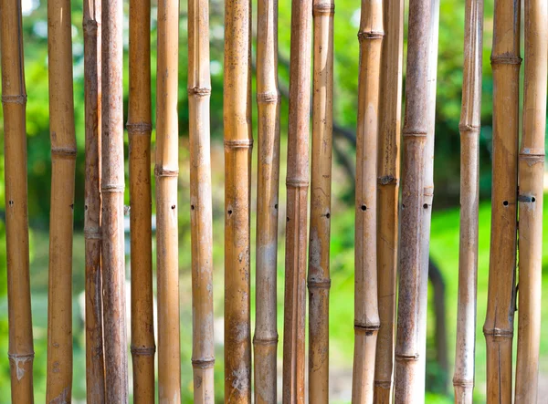 Bambu com fundo embaçado verde — Fotografia de Stock