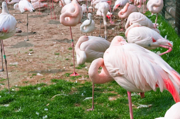 Un gruppo di fenicotteri rosa in piedi — Foto Stock