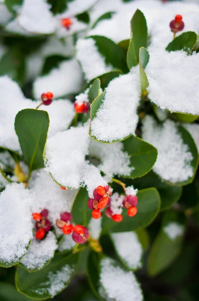Grön växt täcks av snö — Stockfoto