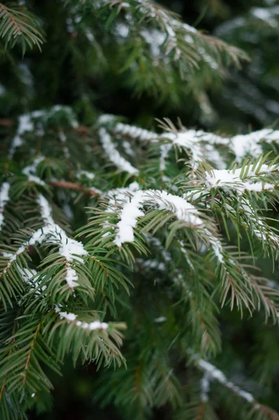 Evergreen pine covered by snow closeup — Stock Photo, Image