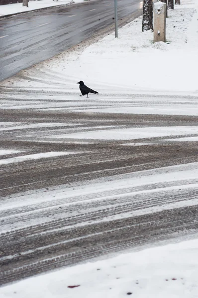 Band track op de weg vallende sneeuw met kraai op winter — Stockfoto