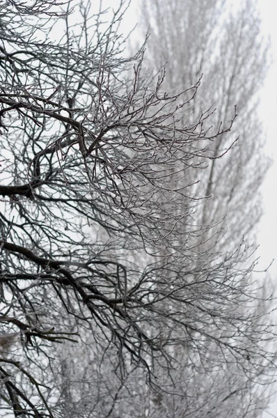 Winter bomen met bevroren ijs kristallen en met onscherpe achtergrond — Stockfoto