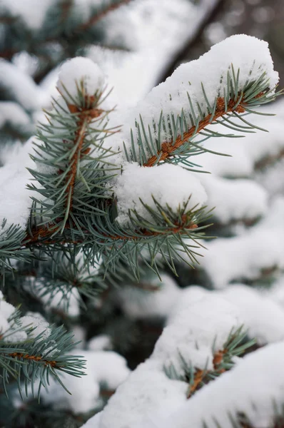 Evergreen pine covered by snow closeup — Stock Photo, Image