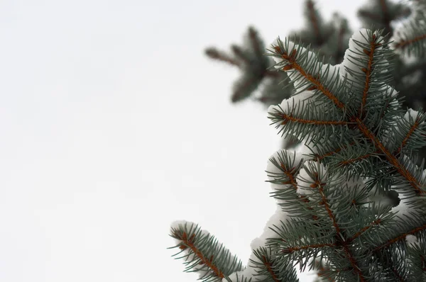 Fondo navideño con pino verde aislado sobre blanco — Foto de Stock