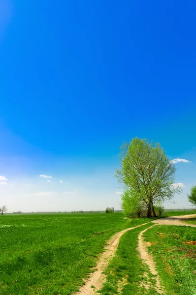 Schöne grüne Landschaft gegen blauen Himmel mit einsamen Baum — Stockfoto