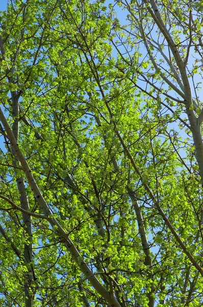 Folhas verdes frescas contra o céu azul — Fotografia de Stock