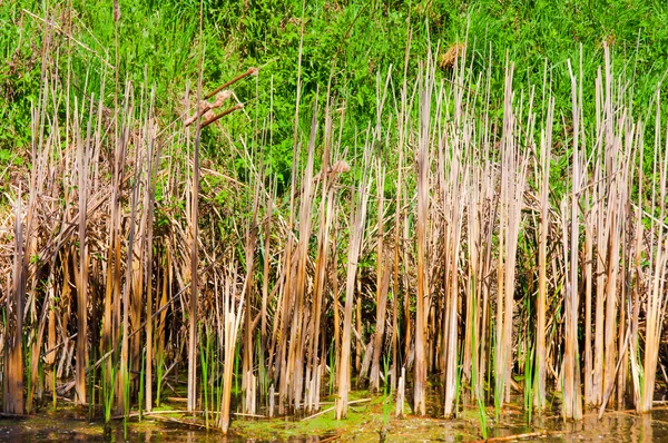 Bambus v bažině — Stock fotografie