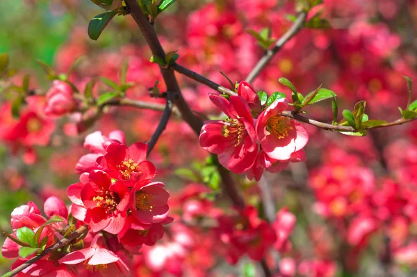 Flores cor de rosa em um arbusto — Fotografia de Stock