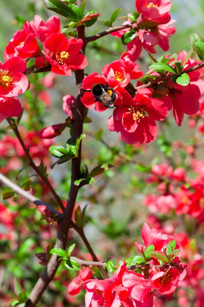 Röda blommor på bush med humla — Stockfoto
