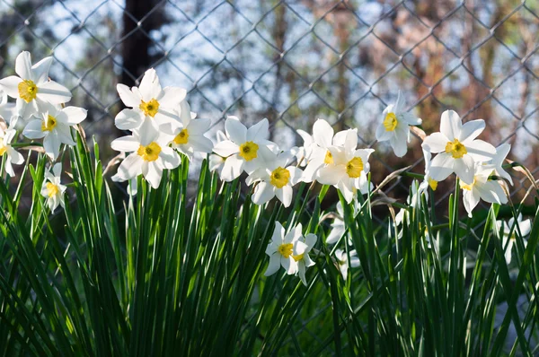 아름 다운 하얀 꽃입니다. 수 선화 — 스톡 사진