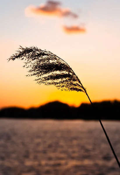 夕暮れ時に海岸沿いの美しい植物のシルエット — ストック写真