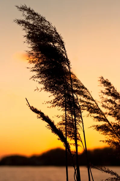 バック グラウンドで夕日と夕暮れ時に竹 — ストック写真