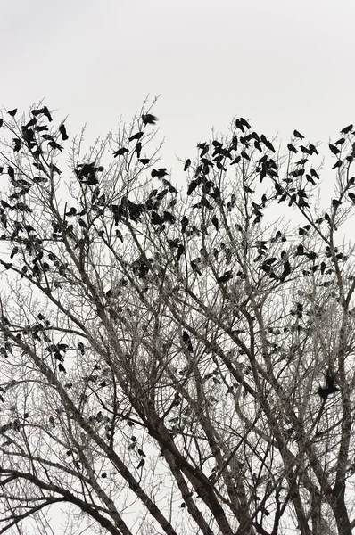 Krähen auf dem Baum — Stockfoto