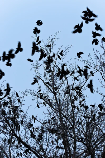 Vrány letí a sedí na stromě — Stock fotografie