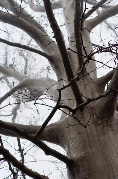 Zimní strom v mlze bez listí — Stock fotografie