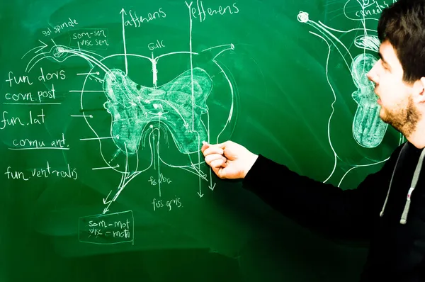Genç öğrenci gösteren spinal akor yeşil tebeşir tahtası üzerinde — Stok fotoğraf