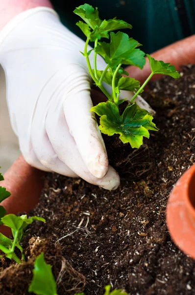 Hand potting young green plant in soil — Stock Photo, Image