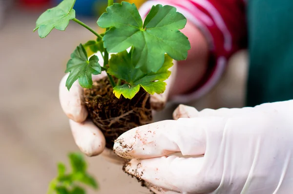 Hand planteringsår ung grön växt i jord — Stockfoto