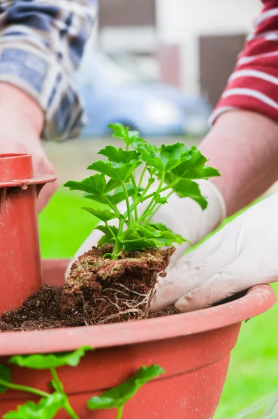 Hand plantera färska gröna växter med suddig bakgrund — Stockfoto