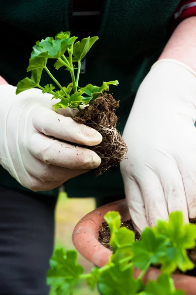 Hand potting young green plant in soil — Stock Photo, Image