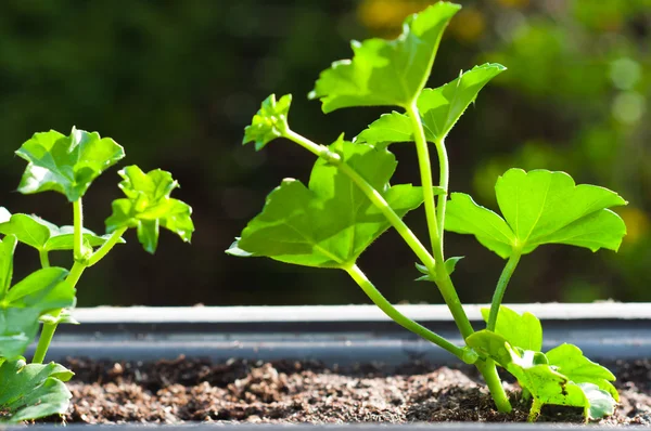Fresh green plant in pot — Stock Photo, Image
