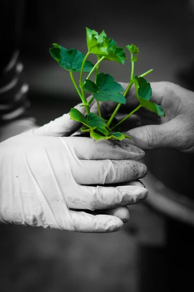 Hang ginving young plant to another hand in selective colors — Stock Photo, Image