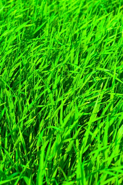 Čerstvá zelená tráva — Stock fotografie