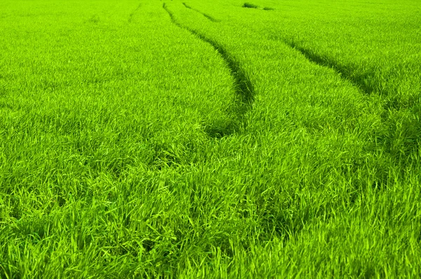 Свіжа зелена трава зі стежкою — стокове фото
