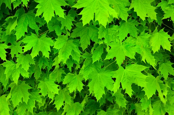 Textura de folhas verdes frescas de bordo — Fotografia de Stock