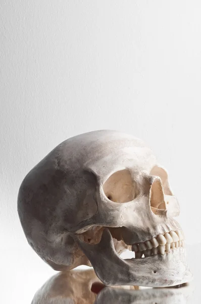 Anatomisch correct medisch model van de menselijke schedel — Stockfoto