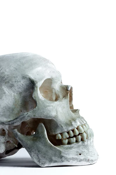 하얀 배경에 고립 된 사람의 두개골 — 스톡 사진
