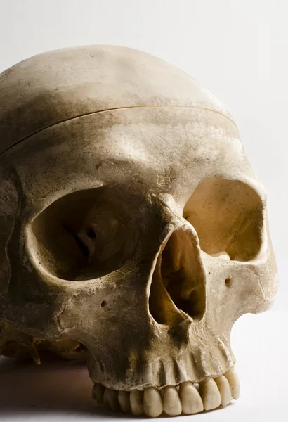 Beyaz arkaplanda izole edilmiş insan kafatası — Stok fotoğraf