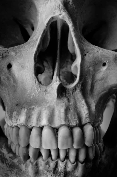 Close up a human skull — стоковое фото