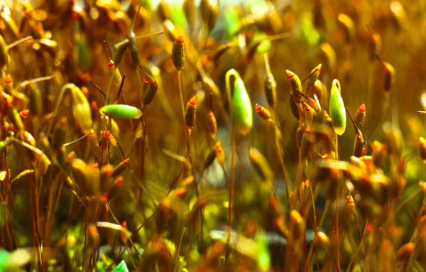 Bright red moss macro shot — Stock Photo, Image