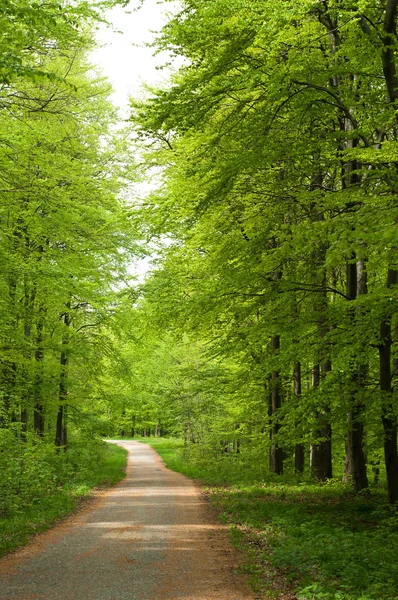 Camino en el bosque en primavera — Foto de Stock