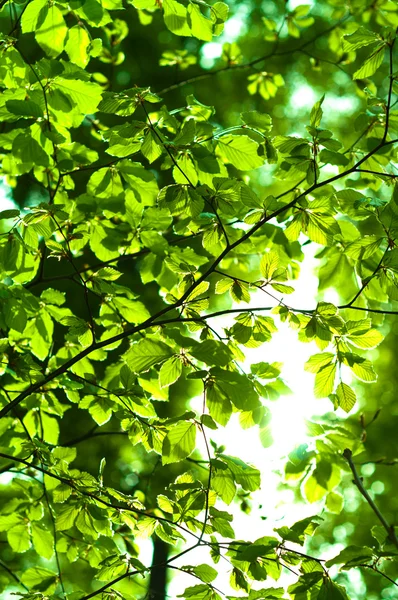 Güneş parlıyor yalak yaprakları — Stok fotoğraf
