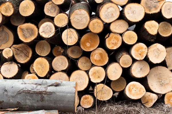 Fresh logs of wood piled up — Stock Photo, Image