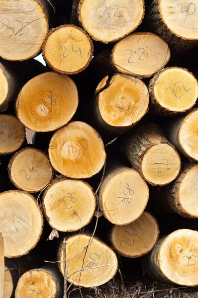 Troncos de madera apilados — Foto de Stock