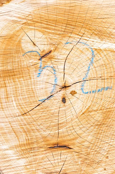 Hopas trä loggar — Stockfoto