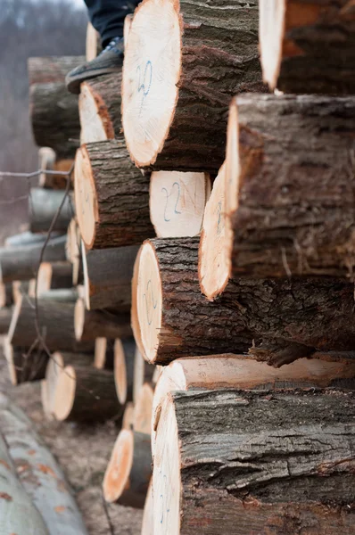 Färska stockar av trä hopas — Stockfoto