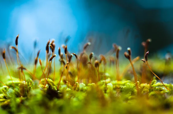 新鮮な緑の苔のマクロ撮影 — ストック写真