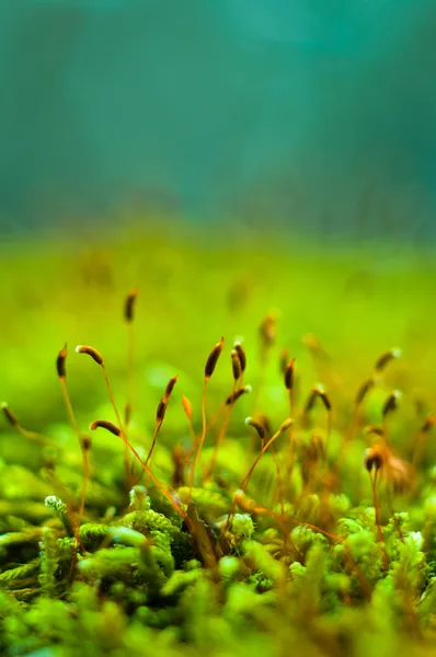新鮮な緑の苔のマクロ撮影 — ストック写真