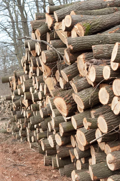 Una pila di tronchi di legno — Foto Stock