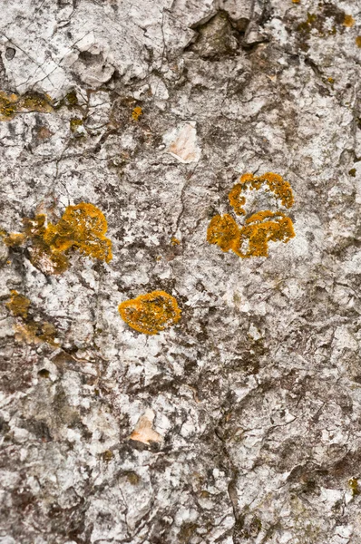 У віці текстури каменю фон крупним планом з мохом — стокове фото