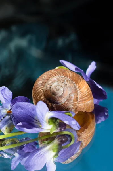 Shell of a snail with purple flowers around it — Stock Photo, Image