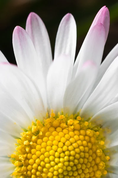 Fleur blanche macro shot — Photo