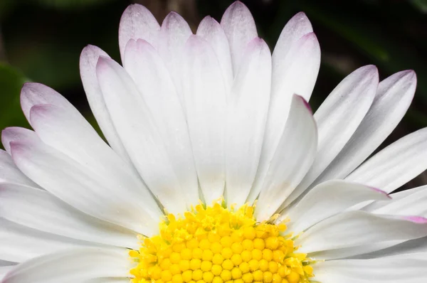 White flower macro shot — Stock Photo, Image